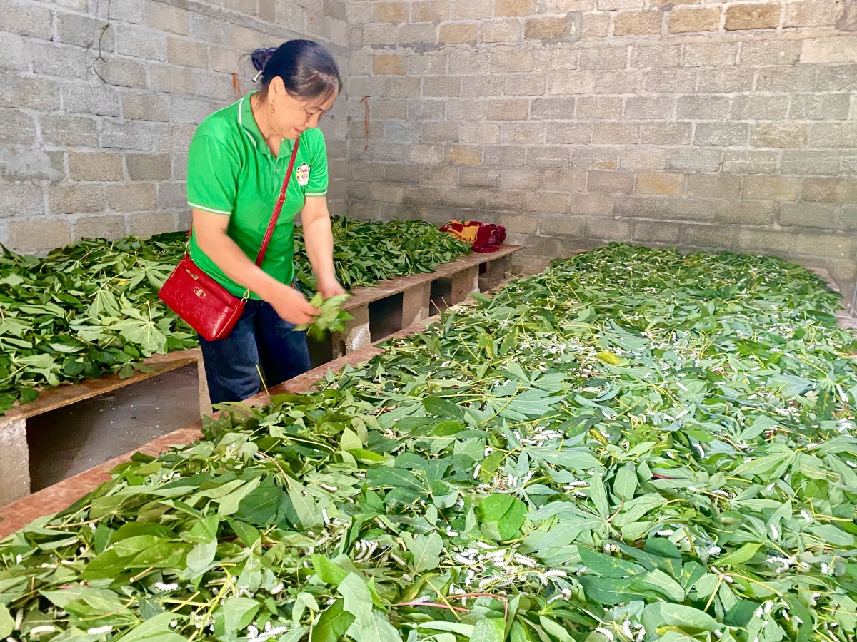 Nữ nông dân làm giàu từ những mùa mía ngọt