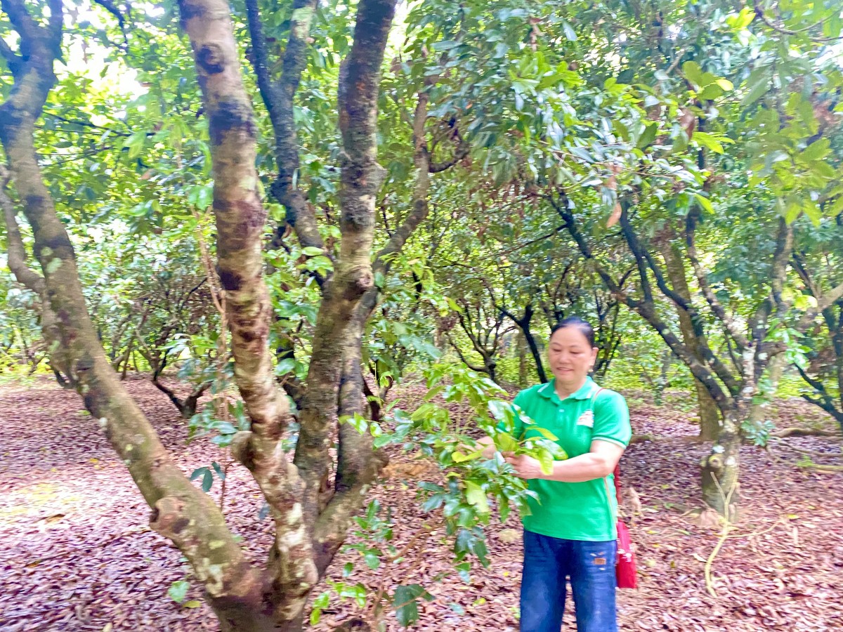 Nữ nông dân làm giàu từ những mùa mía ngọt
