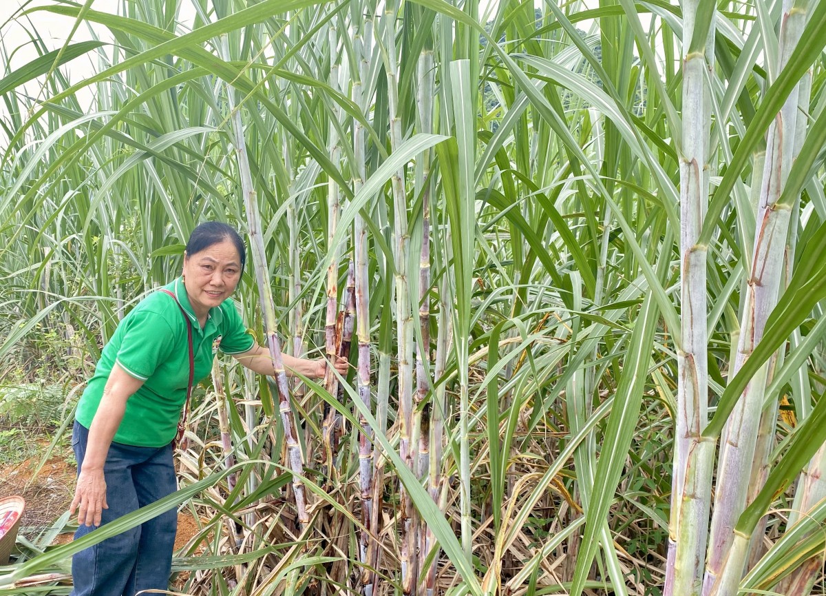 Nữ nông dân làm giàu từ những mùa mía ngọt