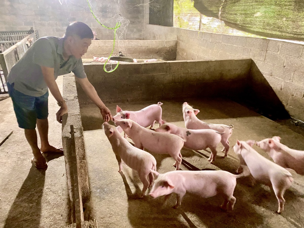 Cao Bằng: Vẫn còn phát sinh dịch bệnh trên đàn gia súc, gia cầm