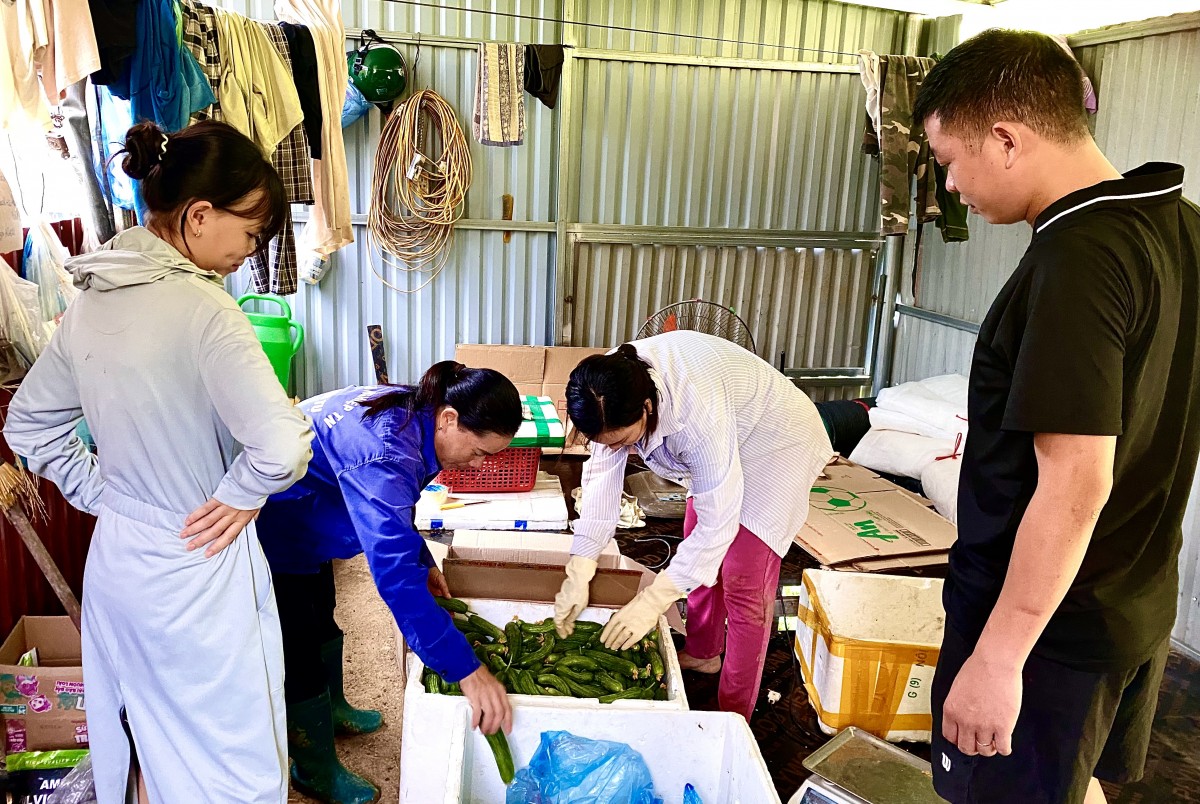 Nâng cao giá trị canh tác từ trồng dưa hữu cơ