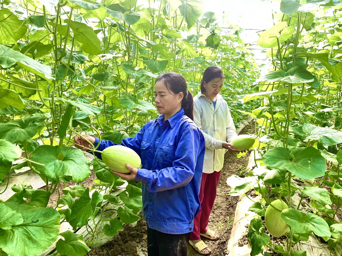 Nâng cao giá trị canh tác từ trồng dưa hữu cơ