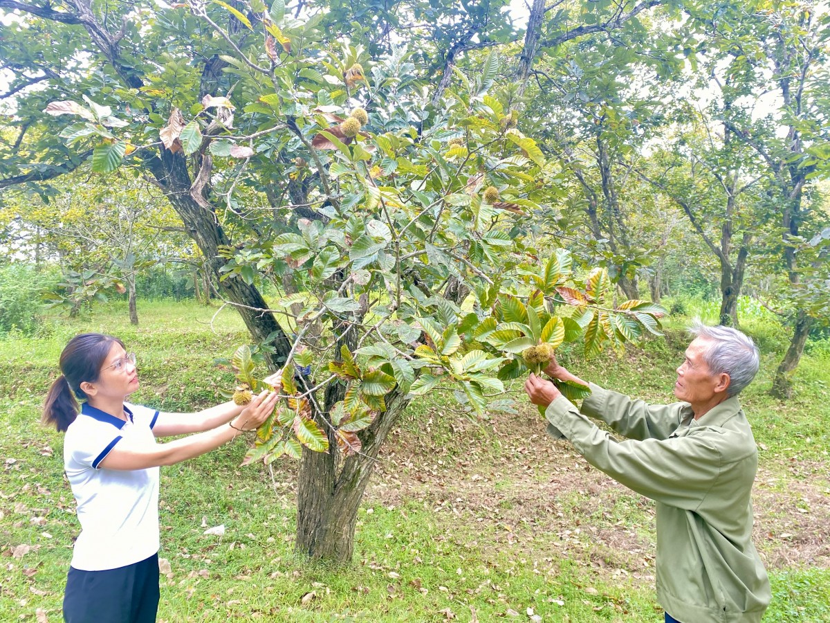 Nâng tầm cây dẻ, hình thành chuỗi giá trị bền vững