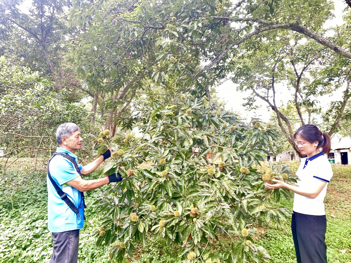 Nâng tầm cây dẻ, hình thành chuỗi giá trị bền vững