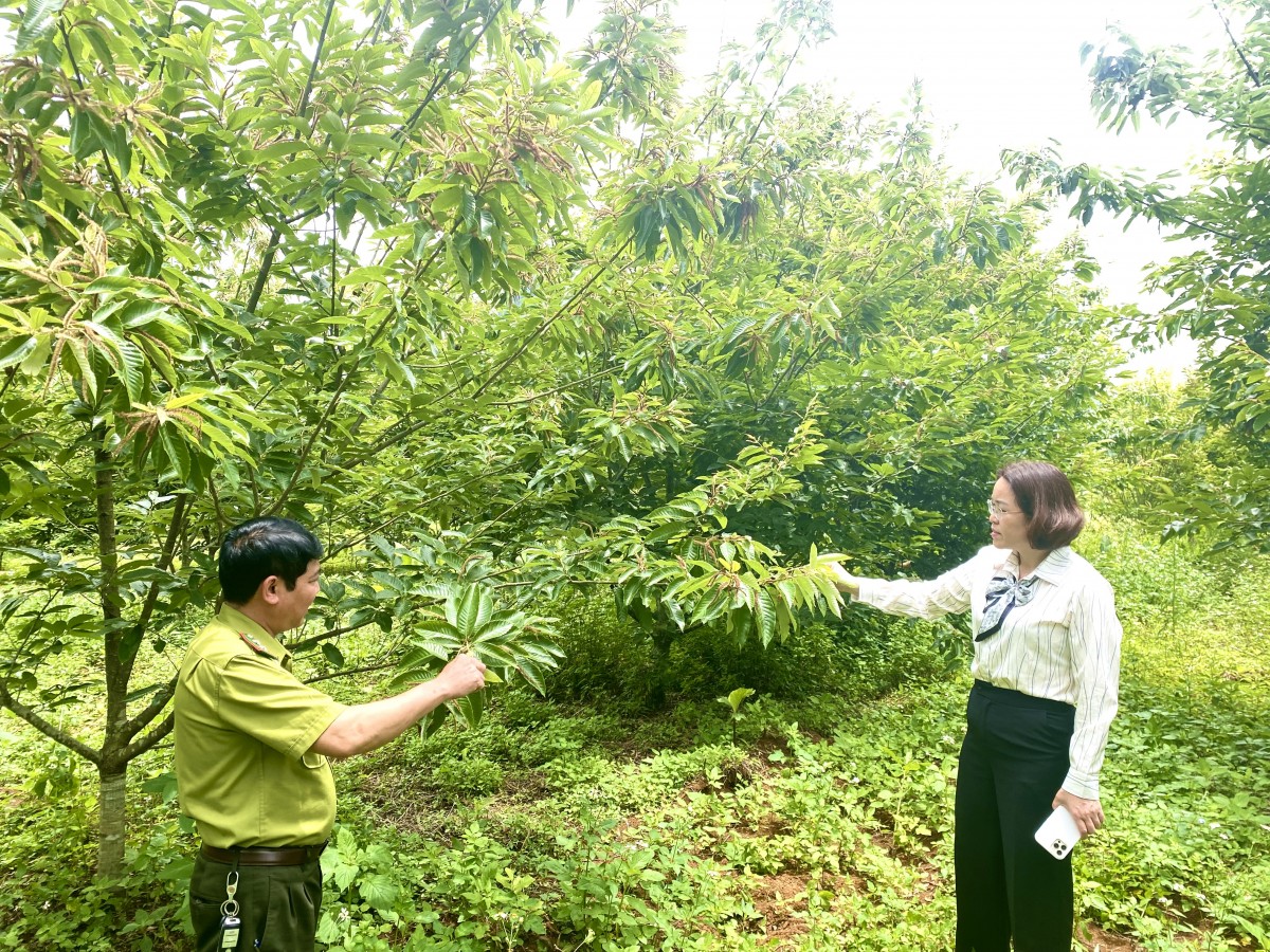 Nâng tầm cây dẻ, hình thành chuỗi giá trị bền vững