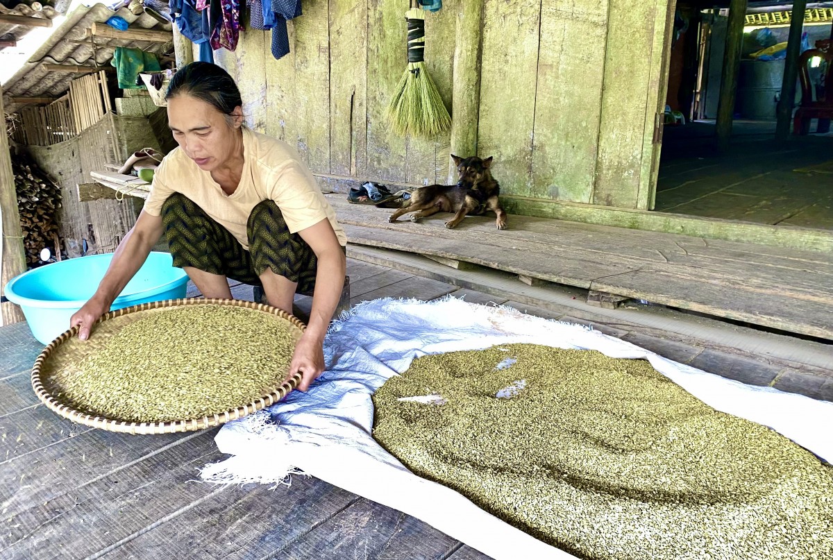 Quang Hán - nồng nàn hương cốm mùa Thu