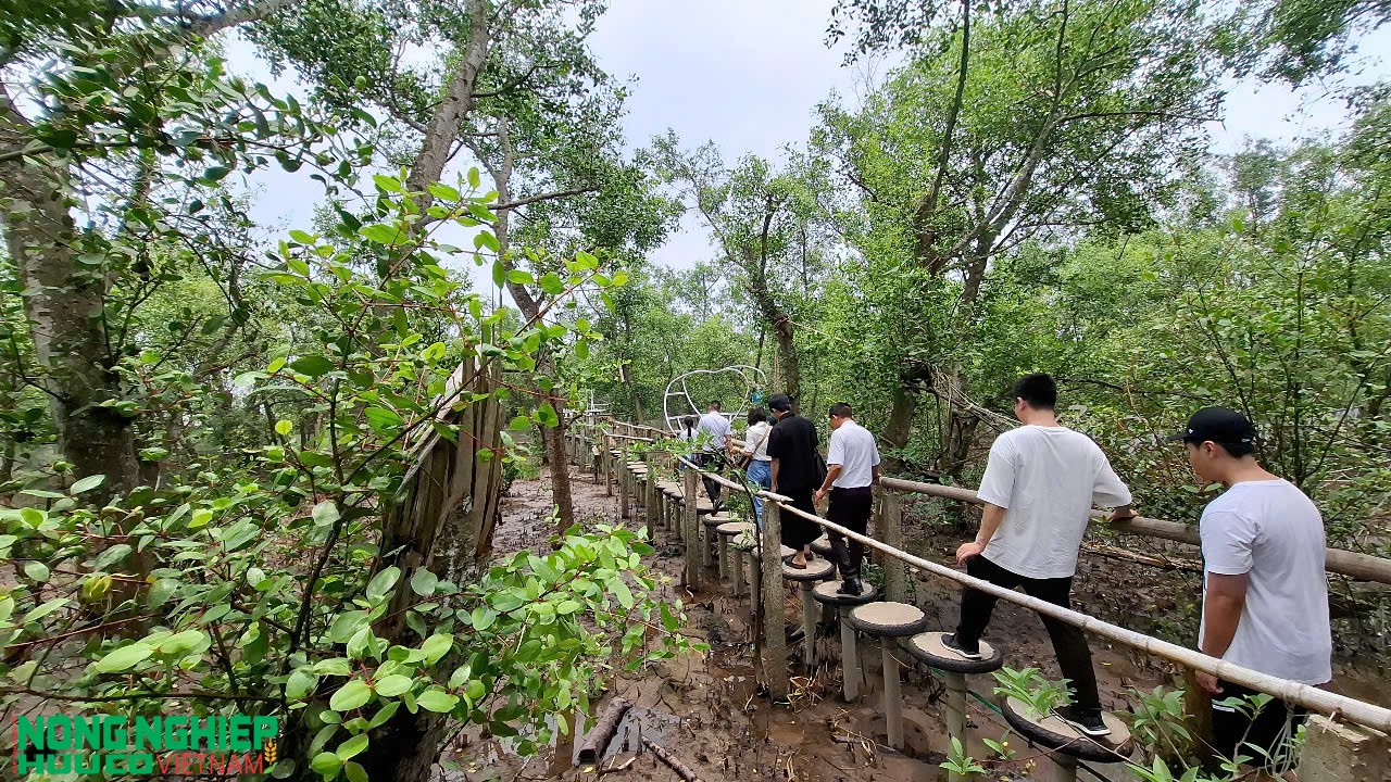 Kết hợp rừng ngập mặn làm du lịch sinh thái – Tiềm năng và hướng phát triển bền vững