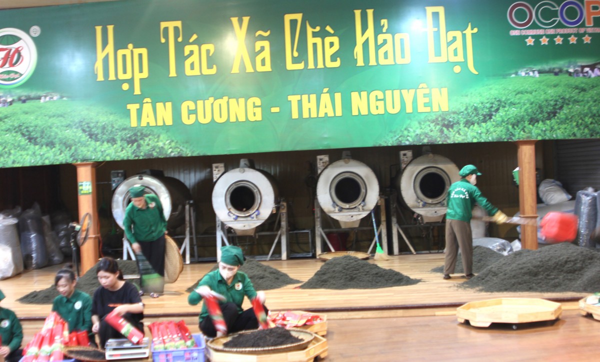 Tình yêu với cây chè và khát vọng đổi mới - Bài 2: Đỉnh cao chất lượng, đạt chuẩn OCOP 5 sao