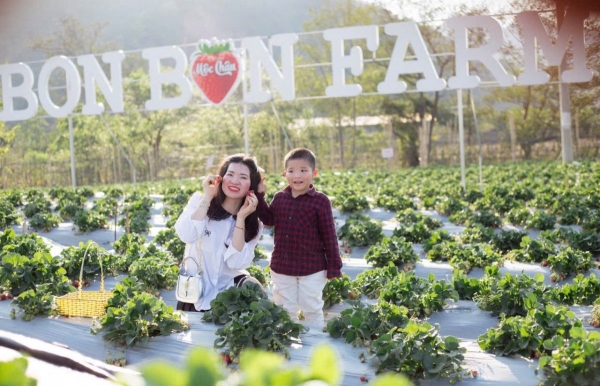 bon bon farm mo hinh nong nghiep gan voi du lich trai nghiem tieu bieu tren cao nguyen moc chau bon bon farm mo hinh nong nghiep gan voi du lich trai nghiem tieu bieu tren cao nguyen moc chau
