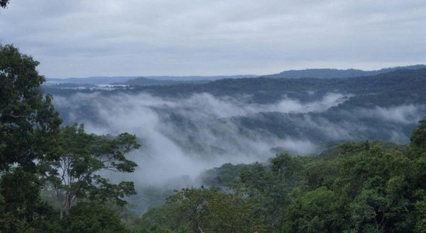 Lâm Đồng quyết liệt các giải pháp ngăn chặn phá rừng và quản lý động thực vật hoang dã