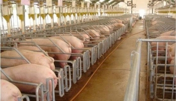 Ban hành Nghị quyết hỗ trợ khắc phục thiệt hại do dịch bệnh động vật Ban hành Nghị quyết hỗ trợ khắc phục thiệt hại do dịch bệnh động vật