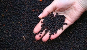 Lâm Đồng tăng cường kiểm soát phẩm màu Sudan IV trong gia vị Lâm Đồng tăng cường kiểm soát phẩm màu Sudan IV trong gia vị