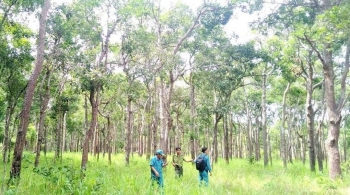 Lâm Đồng: Yêu cầu kiểm điểm, rút kinh nghiệm một Kiểm lâm viên về công tác kê khai tài sản, thu nhập