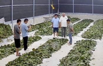 Hợp tác xã vùng biên khởi sắc từ cây dâu, con tằm Hợp tác xã vùng biên khởi sắc từ cây dâu, con tằm