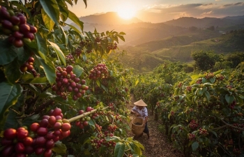 Thị trường cà phê điều chỉnh mạnh sau 5 tuần tăng giá, áp lực chốt lời gia tăng Thị trường cà phê điều chỉnh mạnh sau 5 tuần tăng giá, áp lực chốt lời gia tăng