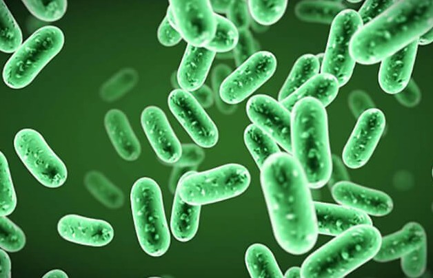 Giải pháp xanh cho nông nghiệp bền vững bằng chế phẩm sinh học HLC Giải pháp xanh cho nông nghiệp bền vững bằng chế phẩm sinh học HLC