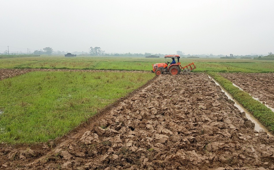 Quảng Trị: Khuyến khích trồng các giống lúa lai ở những vùng phù hợp trong vụ đông-xuân 2025-2026 Quảng Trị: Khuyến khích trồng các giống lúa lai ở những vùng phù hợp trong vụ đông-xuân 2025-2026