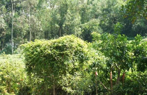 Vị trí địa lý, điều kiện tự nhiên và lịch sử của Sâm núi Dành