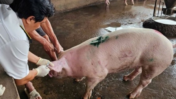 Mức hỗ trợ khắc phục dịch bệnh động vật trên địa bàn tỉnh Hà Tĩnh