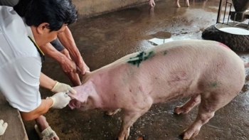 Mức hỗ trợ khắc phục dịch bệnh động vật trên địa bàn tỉnh Hà Tĩnh