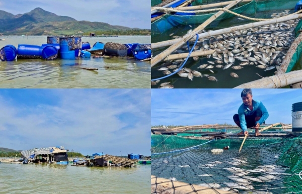 tap trung cao do khoi phuc san xuat nong nghiep sau bao