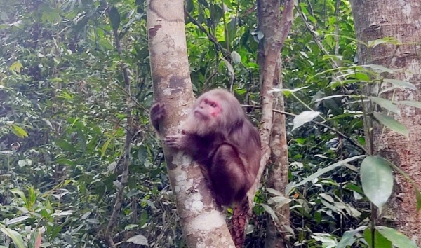Tăng cường công tác kiểm tra hoạt động kinh doanh, vận chuyển, tiêu thụ động vật hoang dã