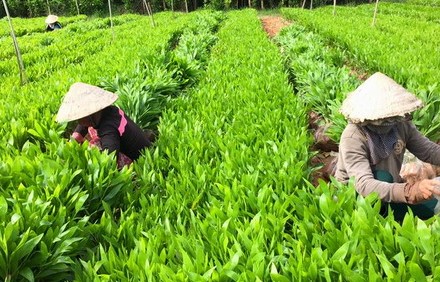 Yếu tố quan trọng hàng đầu trong lâm nghiệp là cây giống