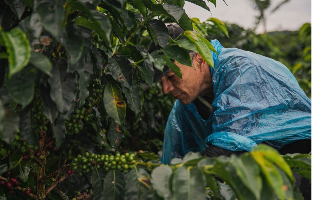 Dự báo thặng dư và chính sách thuế quan kéo giá cà phê giảm mạnh