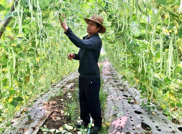 Gia Lai đẩy mạnh hỗ trợ nông dân phát triển cây trồng - vật nuôi theo hướng an toàn