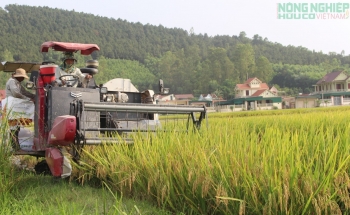 Vụ Xuân 2026, Nghệ An phấn đấu đạt hơn 700.000 tấn lương thực