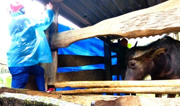 Nghệ An tăng cường kiểm soát, ngăn chặn hoạt động mua bán, vận chuyển gia súc trái phép qua biên giới