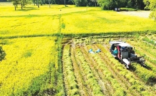 Tây Ninh phê duyệt vùng quy hoạch 124.000 ha trồng lúa năng suất, chất lượng cao