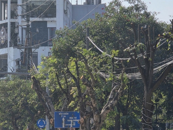 Người dân tiếc nuối khi nhiều cây xanh ở Lào Cai bị cắt trụi ngọn