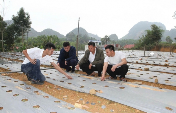 Thái Nguyên: Thúc đẩy phát triển nông lâm nghiệp gắn với đồng bào dân tộc thiểu số