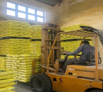 Quảng Trị chủ động cung ứng giống lúa vụ Đông xuân 2025-2026