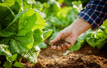 Bộ Chính trị yêu cầu hoàn thiện thể chế, đẩy mạnh phát triển nông nghiệp xanh, hữu cơ