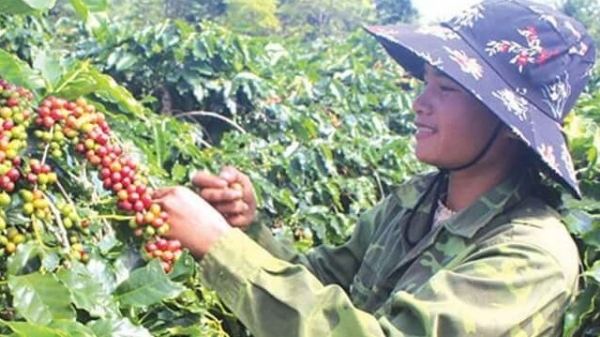 Những tiềm năng phát triển vùng cà phê mang thương hiệu Quảng Trị