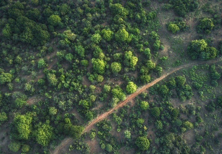 Rừng châu Phi chính thức đảo ngược: Từ lá phổi xanh thành nguồn phát thải carbon
