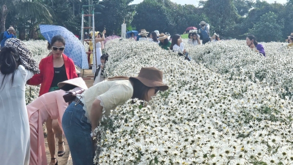 hai phong canh dong cuc hoa mi chat kin khach ngay cuoi tuan