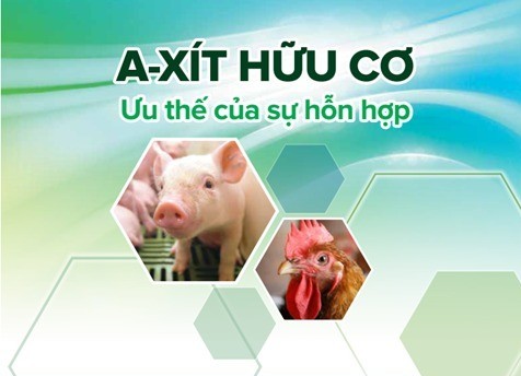 Sử dụng axit hữu cơ đúng mục đích trong thức ăn cho heo