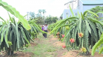Áp dụng quy trình kỹ thuật thu gom, xử lý phụ phẩm cây thanh long sản xuất phân bón hữu cơ