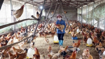 Những yếu tố quyết định việc sử dụng kháng sinh trong chăn nuôi gia cầm tại Việt Nam