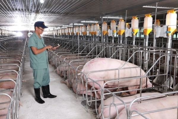 Khuyến cáo sử dụng chế phẩm vi sinh trong thức ăn cho lợn