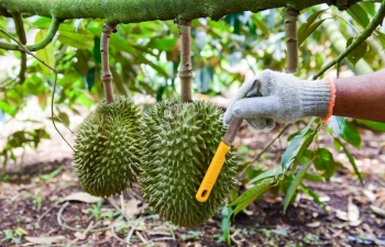 Bộ Công an truy nã đặc biệt nguy hiểm đối với Chủ tịch Công ty NhoNho