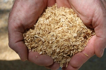 Tạo phân bón nano từ trấu và vỏ tôm bằng công nghệ chiếu xạ