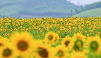 Mê mẩn cánh đồng hoa hướng dương tỏa sắc rực vàng trên vùng đất Phủ Quỳ