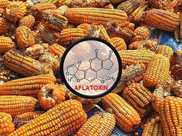 Các nhà nghiên cứu tìm cách kiểm soát aflatoxin trong ngô
