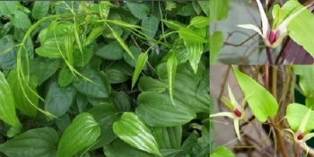 Trồng thử nghiệm và sản xuất chế phẩm trị ho từ cây Bách bộ