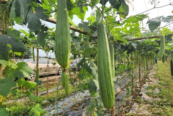 5 lý do nên ăn mướp thường xuyên