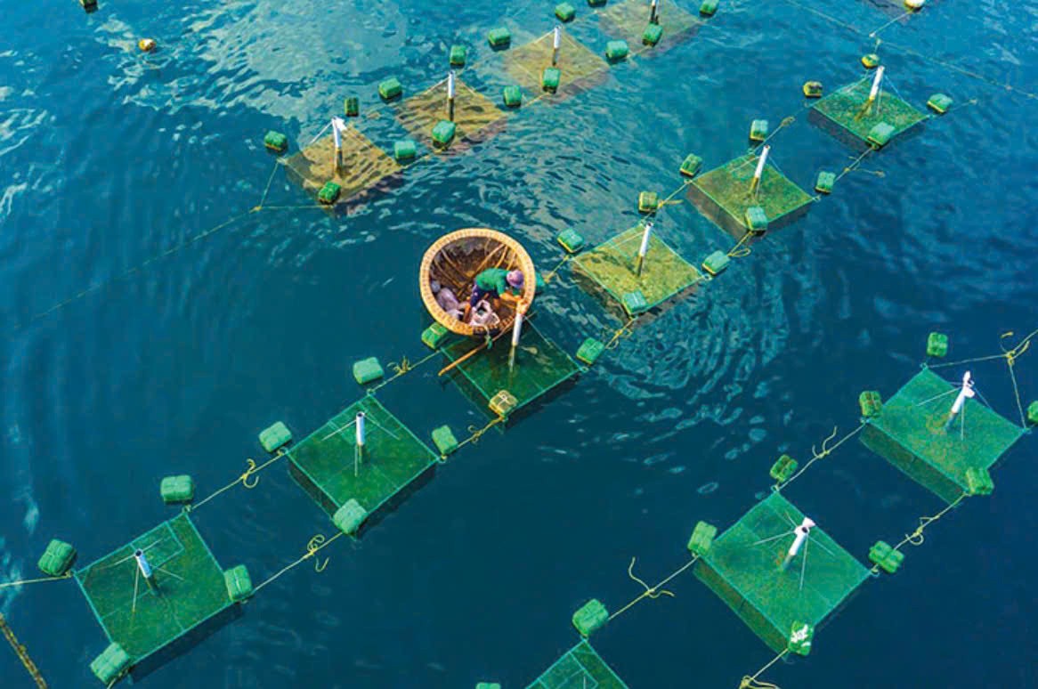 Định hướng nuôi biển theo hướng hiện đại, bền vững đến năm 2026